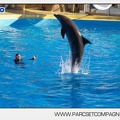 Marineland - Dauphins - Spectacle - 17h00 - 5938