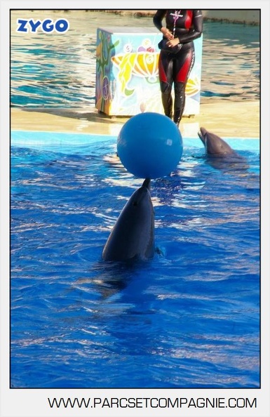 Marineland - Dauphins - Spectacle - 17h00 - 5941