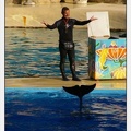 Marineland - Dauphins - Spectacle - 17h00 - 5957