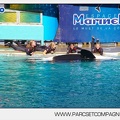 Marineland - Orques - 6083