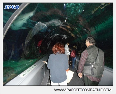 Marineland - Requins - Tunnel - 6379