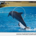 Marineland - Dauphins - Spectacle jour - 7195