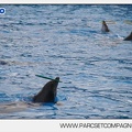 Marineland - Dauphins - Spectacle - 14h45 - 7458
