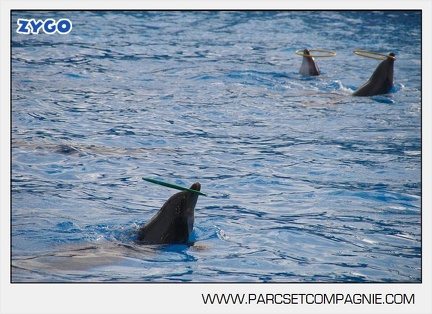 Marineland - Dauphins - Spectacle - 14h45 - 7458