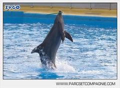 Marineland - Dauphins - Spectacle - 14h45 - 7459