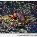 Marineland - Dauphins - Spectacle - 17h30 - 7510