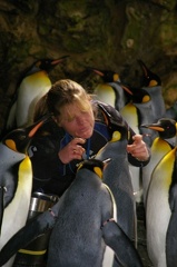 Marineland - Manchotiere - 0852