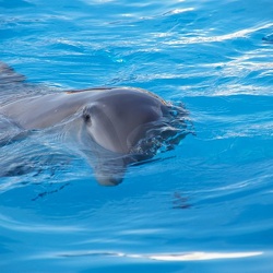 Marineland - Dauphins - Lagoon