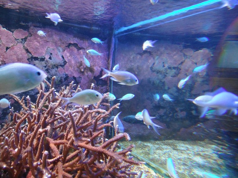 Marineland_-_Aquariums_-_1566.jpg