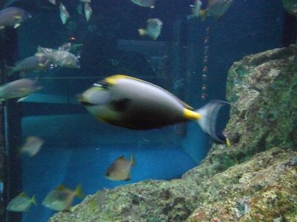 Marineland - Aquariums - 1602