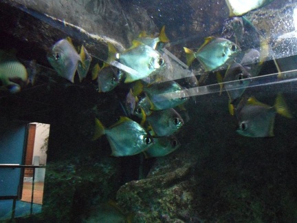 Marineland - Aquariums - 1603