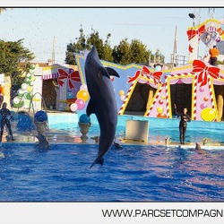 Marineland - Dauphins - Spectacle