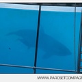 Marineland - bebe orque - 3560