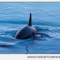 Marineland - bebe orque - 3562