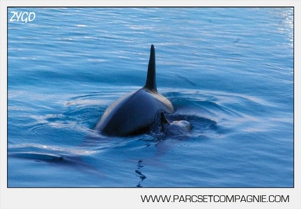 Marineland - bebe orque - 3562