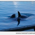 Marineland - bebe orque - 3565