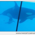 Marineland - bebe orque - 3566