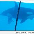 Marineland - bebe orque - 3567