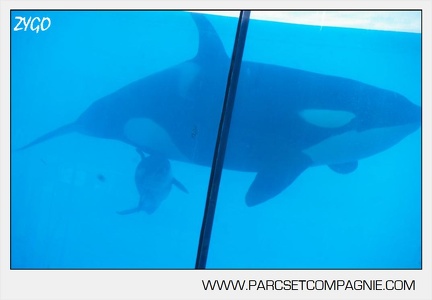Marineland - bebe orque - 3567