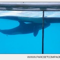 Marineland - bebe orque - 3569
