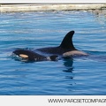 Marineland - bebe orque - 3582