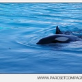 Marineland - bebe orque - 3583