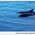 Marineland - bebe orque - 3584