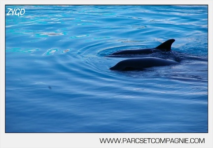 Marineland - bebe orque - 3584