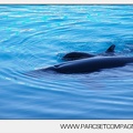Marineland - bebe orque - 3585