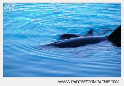 Marineland - bebe orque - 3585