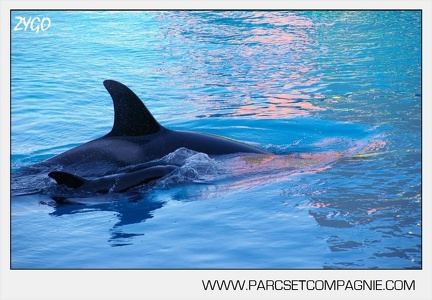 Marineland - bebe orque - 3588