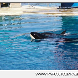 Marineland - bebe orque