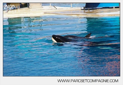 Marineland - bebe orque - 3589