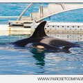 Marineland - bebe orque - 3592