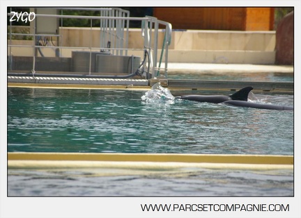 Marineland - bebe orque - 3593