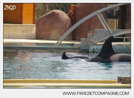 Marineland - bebe orque - 3594