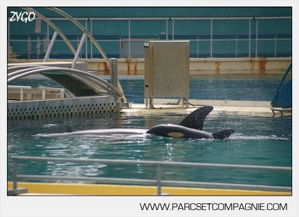 Marineland - bebe orque - 3595