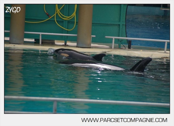 Marineland - bebe orque - 3596