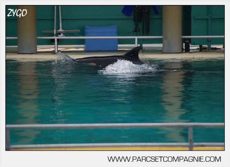 Marineland_-_bebe_orque_-_3597.jpg