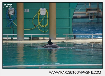 Marineland - bebe orque - 3598