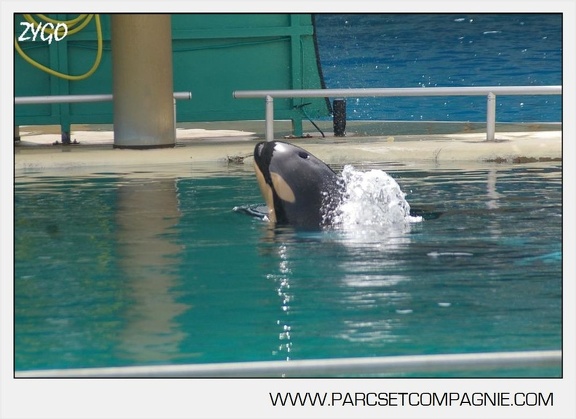 Marineland - bebe orque - 3599