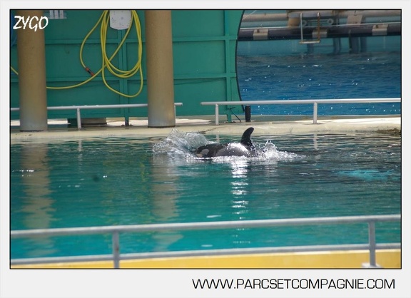 Marineland - bebe orque - 3600