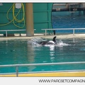 Marineland - bebe orque - 3600
