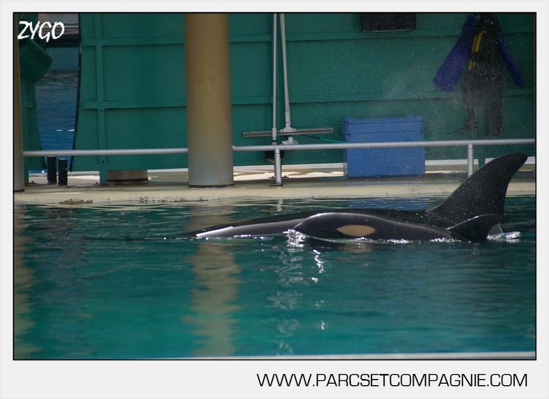 Marineland_-_bebe_orque_-_3601.jpg