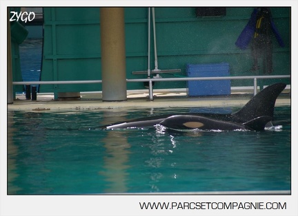 Marineland - bebe orque - 3601