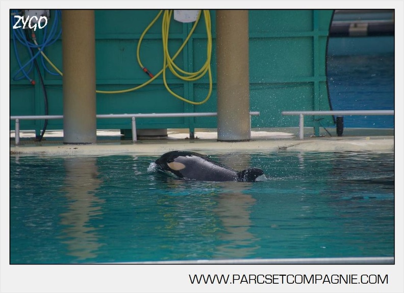 Marineland_-_bebe_orque_-_3602.jpg