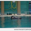 Marineland - bebe orque - 3602