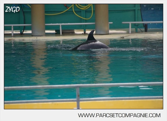 Marineland - bebe orque - 3603