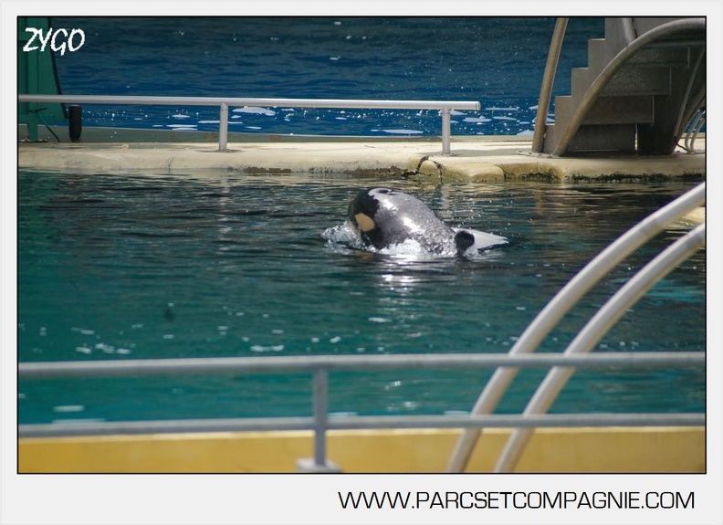 Marineland - bebe orque - 3604