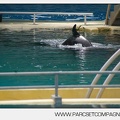 Marineland - bebe orque - 3605
